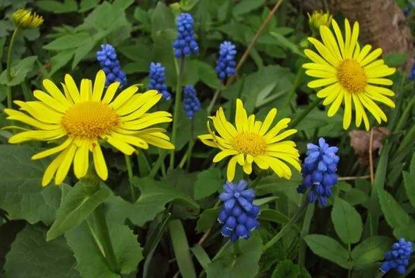 Doronicum