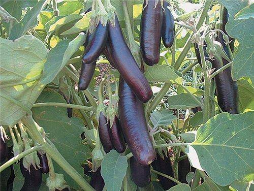Roxo comprido