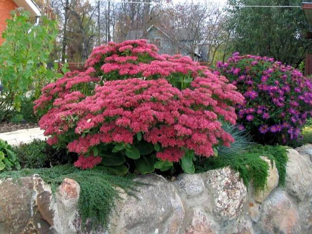 Sedum prominent