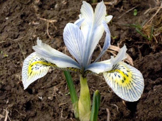 Íris reticulada (iridodictium)
