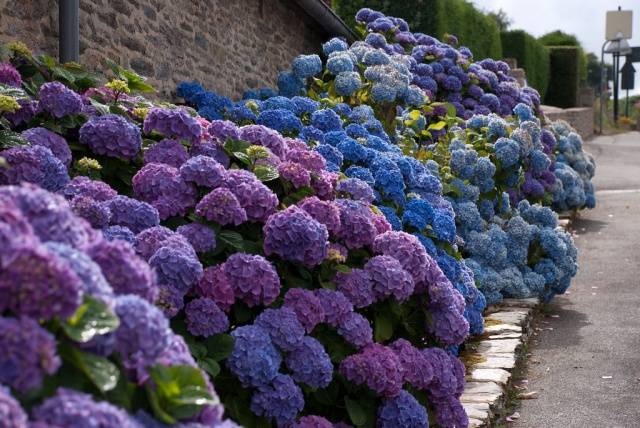 Hortensie