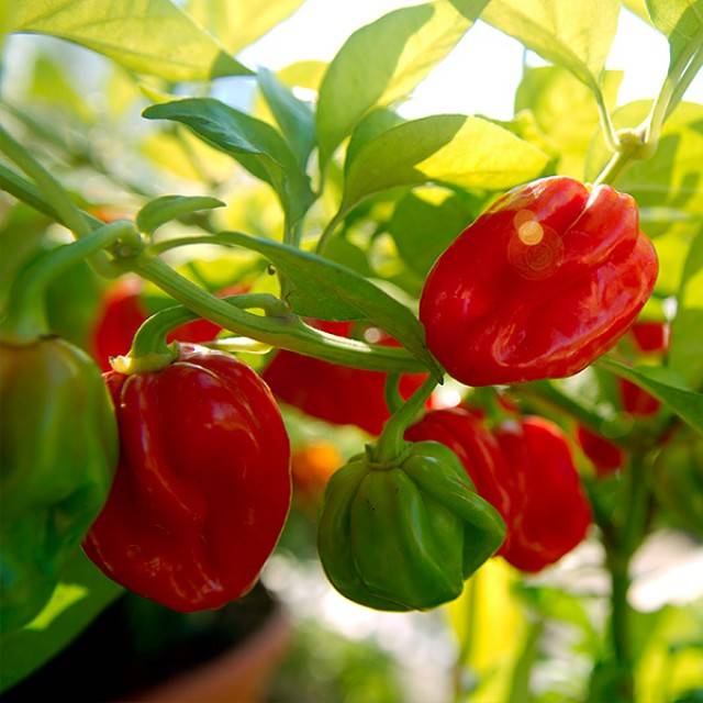 Habanero