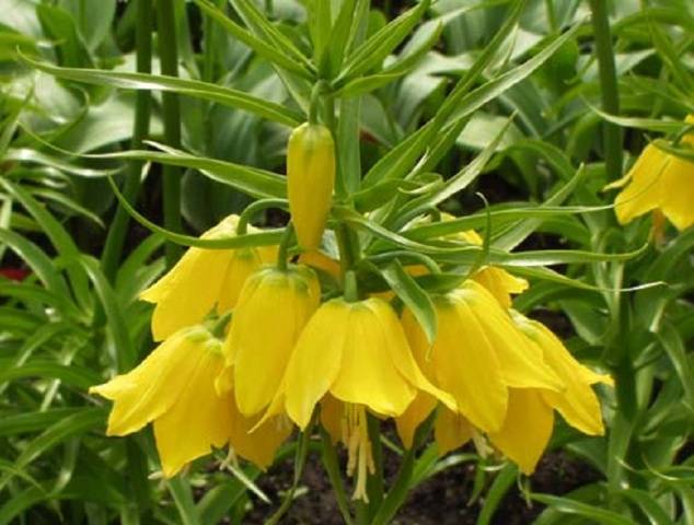 Tetraz (fritillaria)