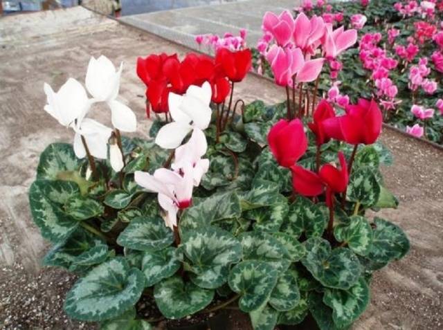 Garden cyclamen (Neapolitan)