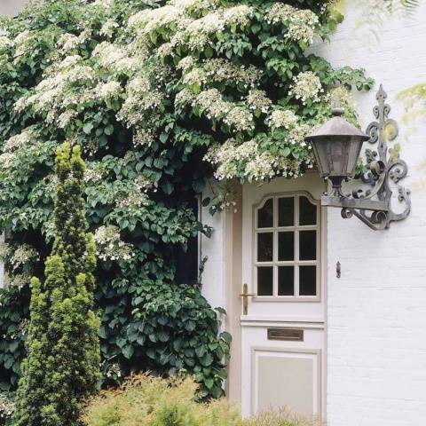 Hortensie