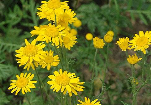 Camomila Anthemis
