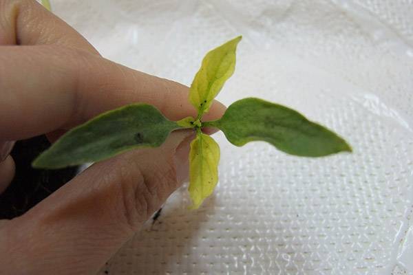 Fusarium and sclerocinia