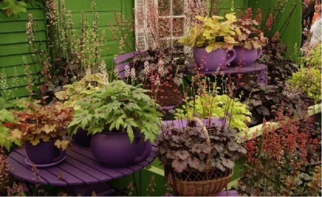 Heuchera