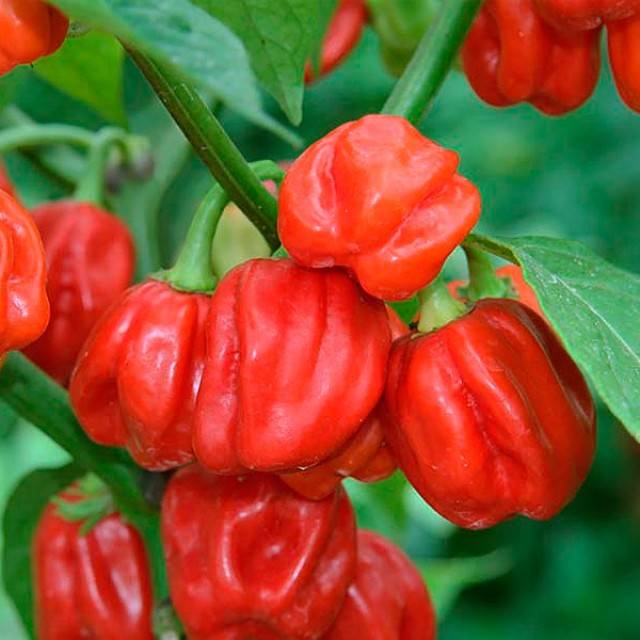 Habanero-Sorte