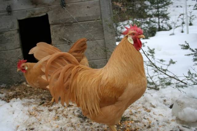 Livorno Huhn