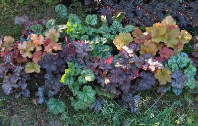 Heuchera
