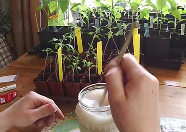 Cuidado de mudas de tomate