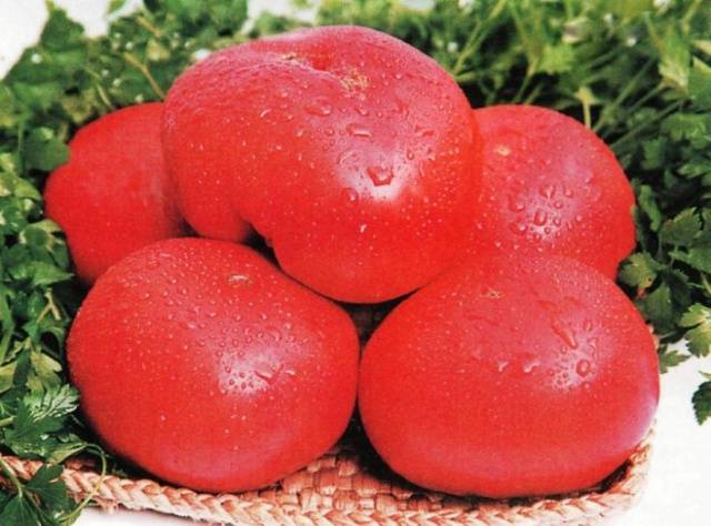 Tomate Korneevsky vermelho