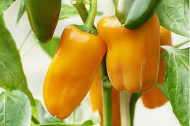 Orange Beauty F1