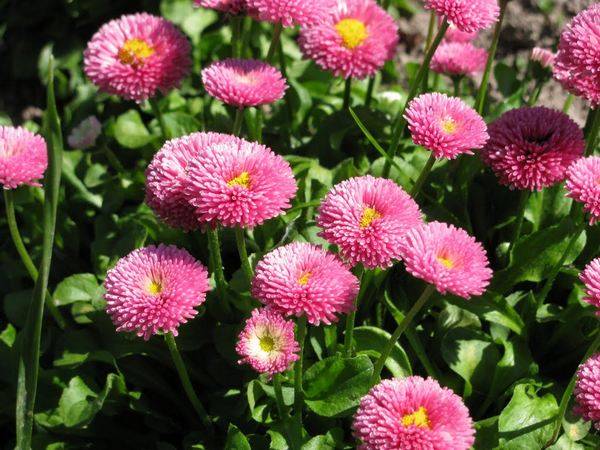 Margaridas ou ásteres