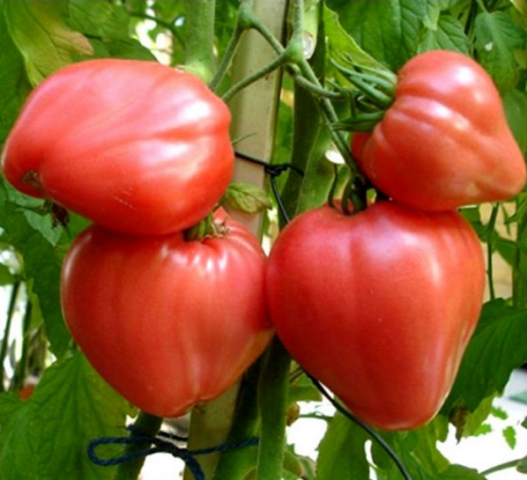 Stierherz rot