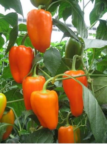 Orange Delight F1