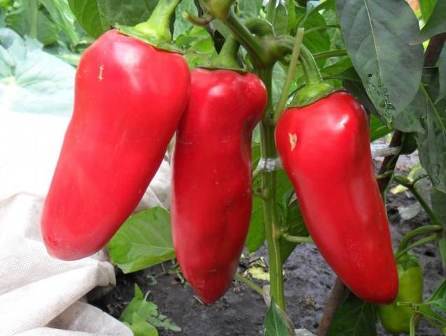 Variedad de orejas Volovye