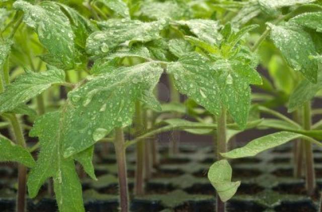 Cobertura de mudas de tomate e pimenta com remédios populares