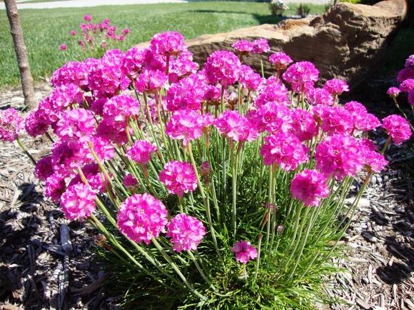 Armeria seaside