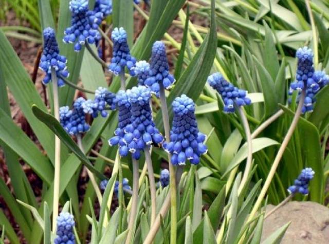 Muscari (jacinto de rato)