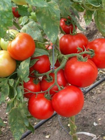Gruppierte Tomaten