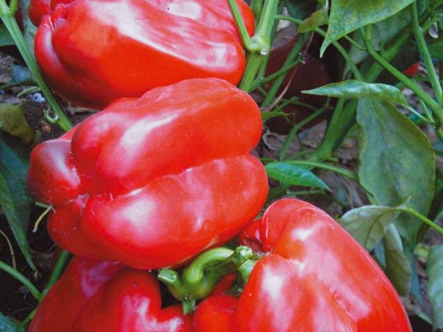 Variedad Gigante rojo