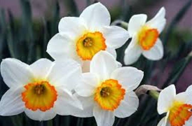 Narcisos