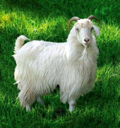 Cabras de angora