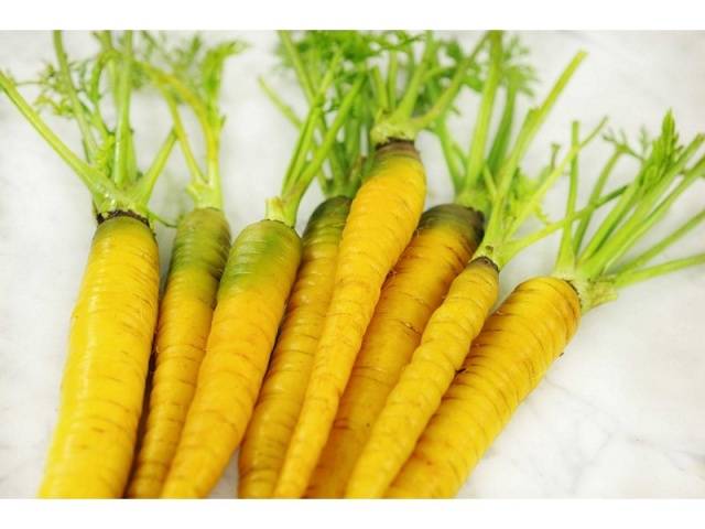 Amarillo Lobberich