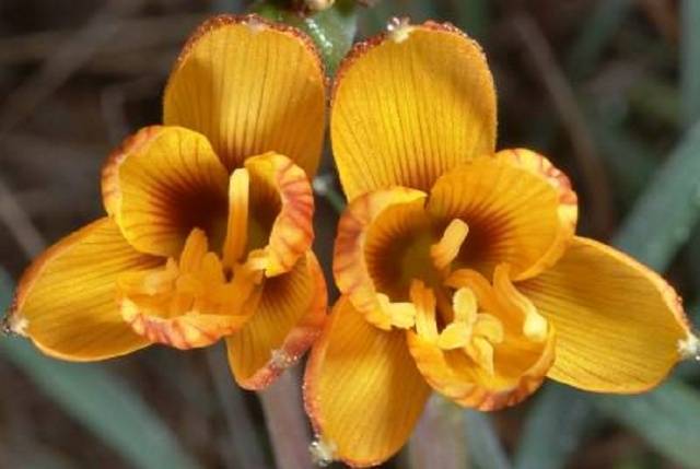 Gabrantus (Argentine lily)