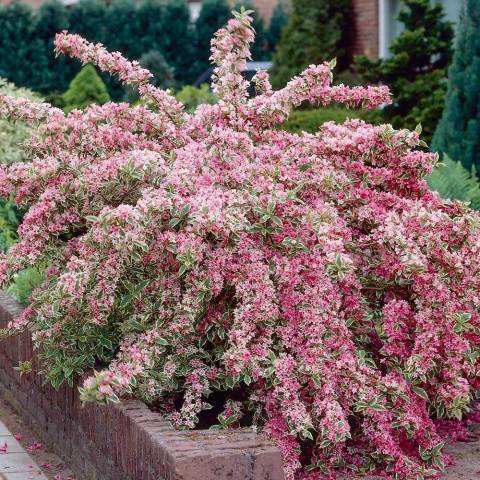 Weigela