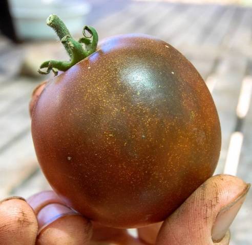 Príncipe Negro