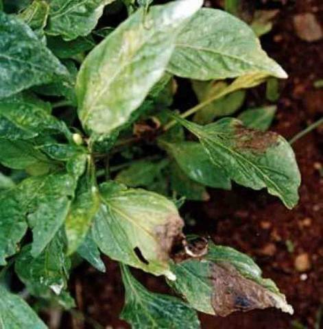 Late blight