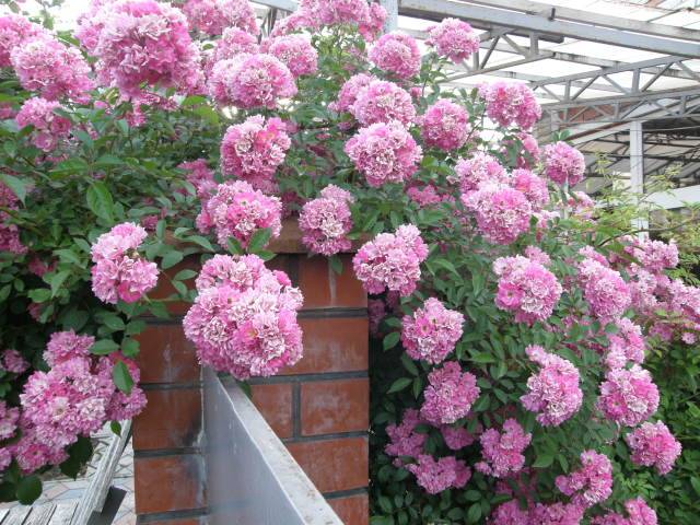 Roses enfiladisses de flors petites