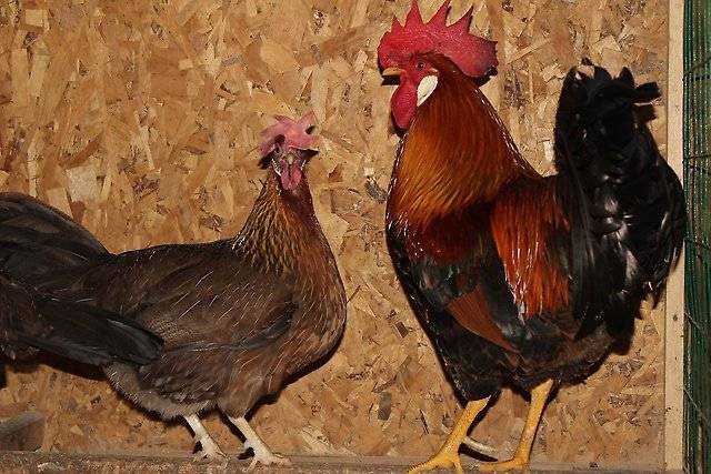 Livorno Huhn