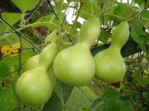 Lagenaria Calabaza