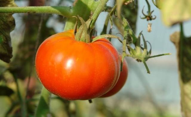 Sibirische frühe Reifung