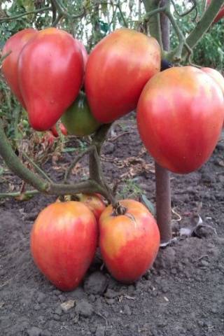 Abakan pink
