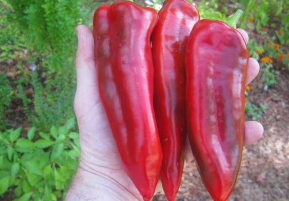 Marinkin tongue