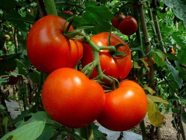 Recheio de tomate branco