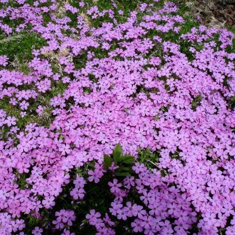 Rozptýlený phlox