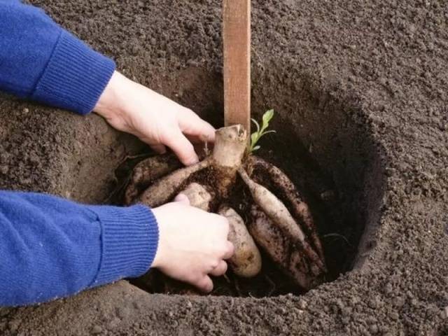 Plantació de dàlia en terreny obert