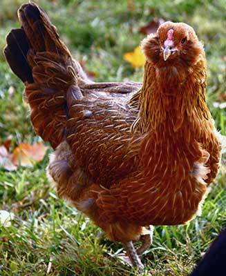 Csirkék Ameraucana