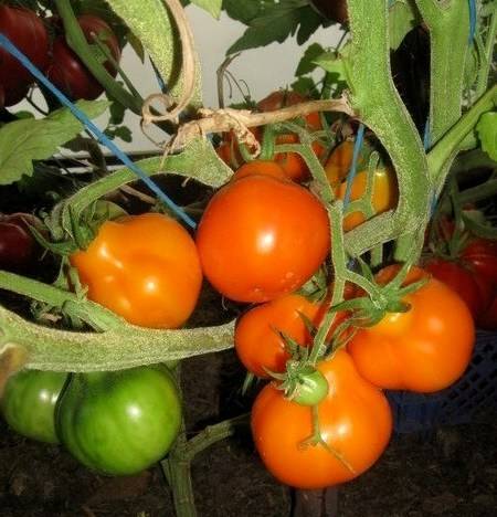 Naranja trufa japonesa