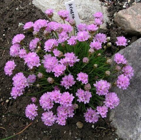 Παραλία Armeria