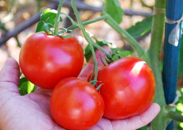 Caperucita Roja