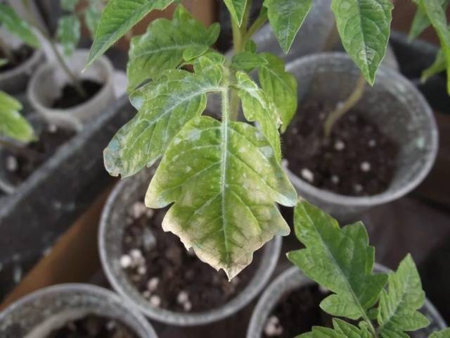 Cobertura de mudas de tomate e pimenta com remédios populares