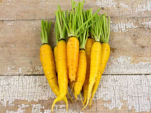 Amarillo belga