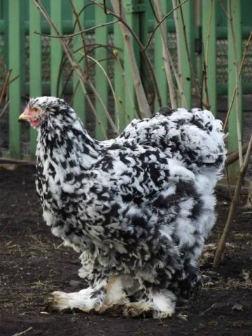 Raza de pollos Cochinquin